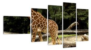 Obraz žirafy (Obraz 110x60cm)