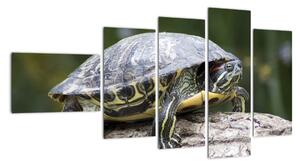 Obraz suchozemské korytnačky (Obraz 110x60cm)