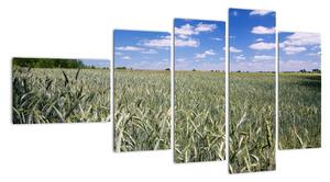 Pole pšenice - obraz (Obraz 110x60cm)