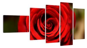 Detail ruže - obraz (Obraz 110x60cm)