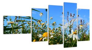 Obraz lúčnych kvetov (Obraz 110x60cm)
