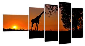 Obraz žirafy v prírode (Obraz 110x60cm)