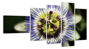 Obrazy kvetov (Obraz 110x60cm)