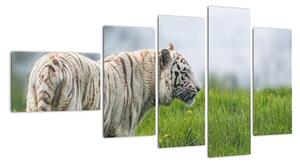 Tiger - obraz (Obraz 110x60cm)