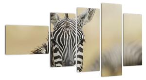 Zebra - obraz (Obraz 110x60cm)