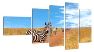Zebra na ceste - obraz (Obraz 110x60cm)