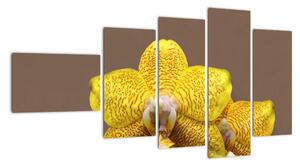Žltá orchidea - obraz (Obraz 110x60cm)