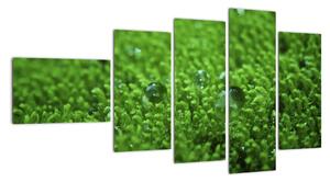 Detail trávy - obraz (Obraz 110x60cm)
