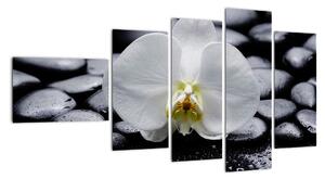 Kvet orchidey - obraz (Obraz 110x60cm)