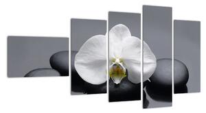 Kvet orchidey - moderný obraz (Obraz 110x60cm)