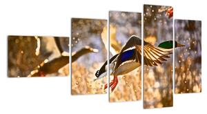 Letiaci kačice - obraz (Obraz 110x60cm)