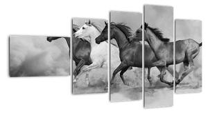 Obraz cválajúci koňov (Obraz 110x60cm)
