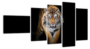 Tiger, obraz (Obraz 110x60cm)