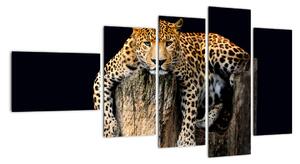 Leopard, obraz (Obraz 110x60cm)