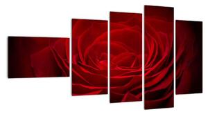 Makro ruža - obraz (Obraz 110x60cm)