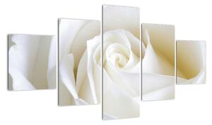 Obraz biele ruže (Obraz 125x70cm)