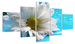 Obraz kvetu margaréty (Obraz 125x70cm)