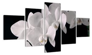 Obraz - biele orchidey (Obraz 125x70cm)