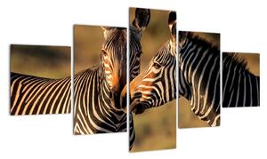 Obraz - zebry (Obraz 125x70cm)