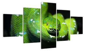 Obraz zvierat - had (Obraz 125x70cm)