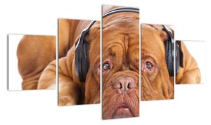 Moderný obraz - pes so slúchadlami (Obraz 125x70cm)