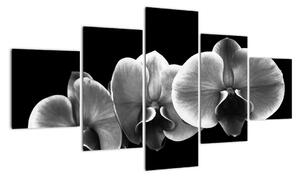 Čiernobiely obraz - orchidea (Obraz 125x70cm)