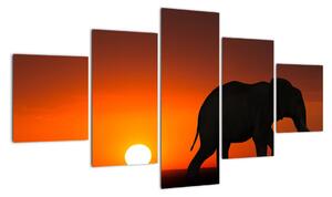 Obraz slona v zapadajúcom slnku (Obraz 125x70cm)