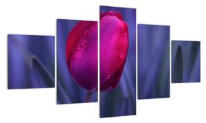 Obraz - tulipán (Obraz 125x70cm)