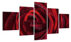 Obraz červené ruže (Obraz 125x70cm)