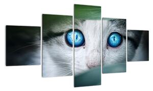 Obraz mačky, žiarivé oči (Obraz 125x70cm)
