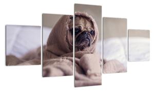 Obraz - pes v deke (Obraz 125x70cm)