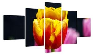Obraz tulipánu (Obraz 125x70cm)