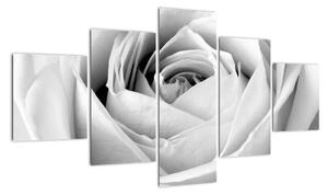 Čiernobiely obraz ruže (Obraz 125x70cm)