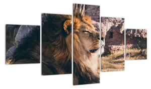 Obraz - ležiaci lev (Obraz 125x70cm)