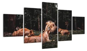 Obrazy - levy v lese (Obraz 125x70cm)