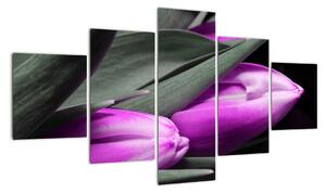 Obraz fialových tulipánov (Obraz 125x70cm)