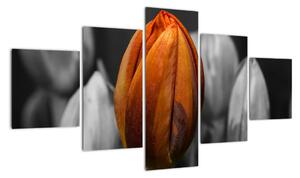 Oranžový tulipán medzi čiernobielymi - obraz (Obraz 125x70cm)