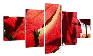 Obraz červených listov (Obraz 125x70cm)