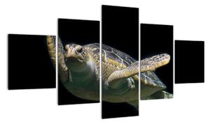 Obraz plávajúce korytnačky (Obraz 125x70cm)