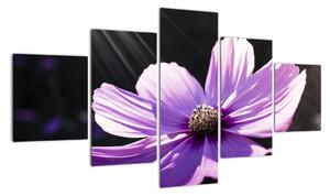Obraz fialového kvetu (Obraz 125x70cm)
