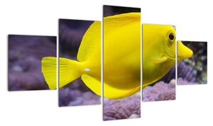 Obraz - žlté ryby (Obraz 125x70cm)
