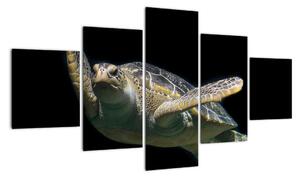 Obraz korytnačky - moderné obrazy (Obraz 125x70cm)