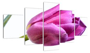 Obraz ružového tulipánu (Obraz 125x70cm)