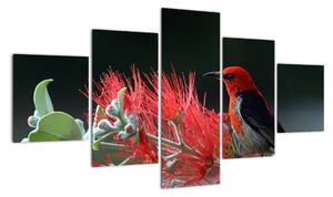 Obraz vtákov - červená (Obraz 125x70cm)