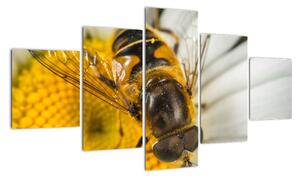 Obraz - detail včely (Obraz 125x70cm)