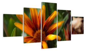 Obraz detailu kvety (Obraz 125x70cm)