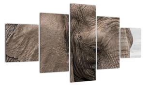 Obraz slona (Obraz 125x70cm)