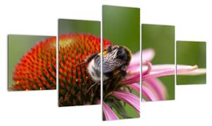 Obraz včely na kvete (Obraz 125x70cm)
