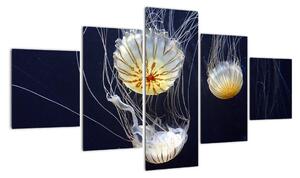 Obraz - medúzy (Obraz 125x70cm)