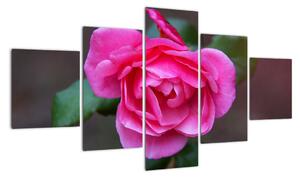 Obraz ruže na stenu (Obraz 125x70cm)